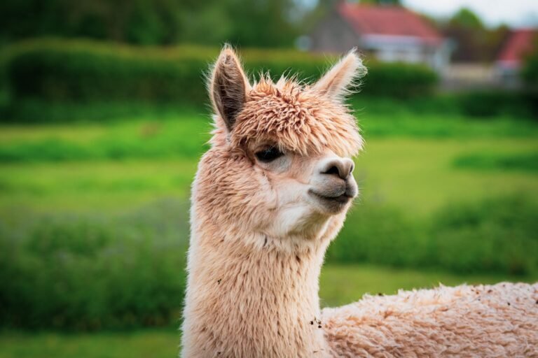 Llama 3.2 vs. Mistral 7B: Summarization LLM Showdown - clearainews