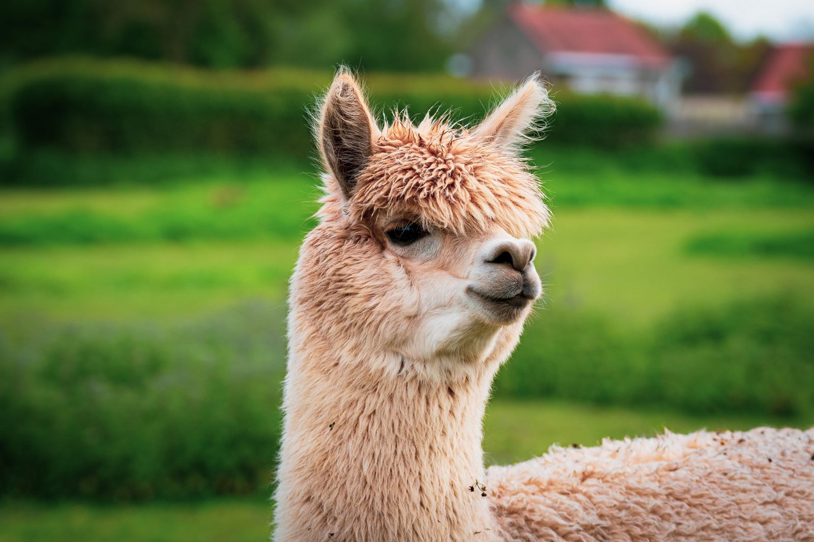 Llama 3.2 vs. Mistral 7B: Summarization LLM Showdown - clearainews