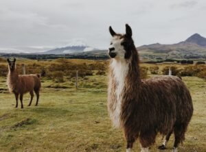 Llama 3 Strategy: Smaller Models Outperform GPT-4 on Tasks - clearainews