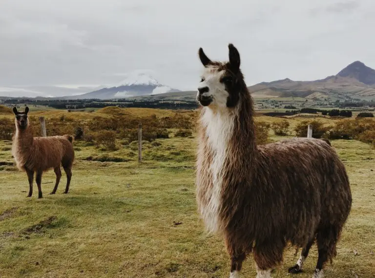 Llama 3 Strategy: Smaller Models Outperform GPT-4 on Tasks - clearainews